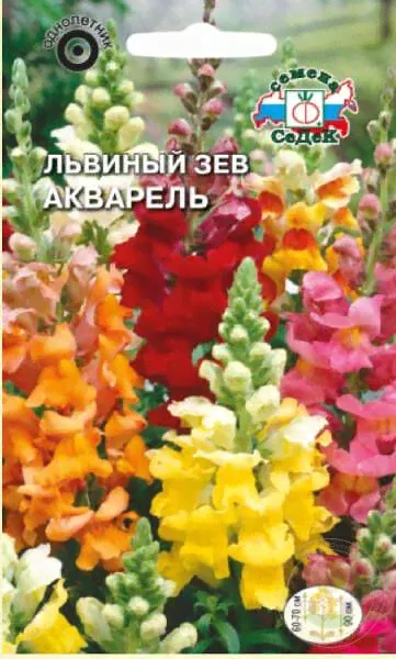 Львиный зев Акварель смесь