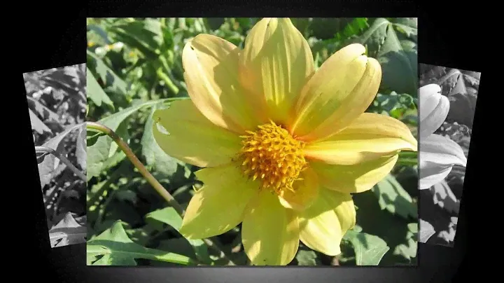 Георгины. Dahlias.