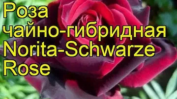 Роза чайно-гибридная Норита Шварц. Краткий обзор, описание характеристик Norita-Schwarze Rose