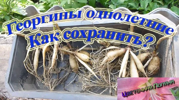 Георгины однолетние. Можно ли сохранить?